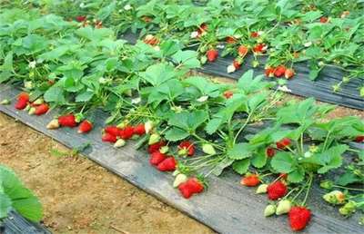 奶油草莓种植技术