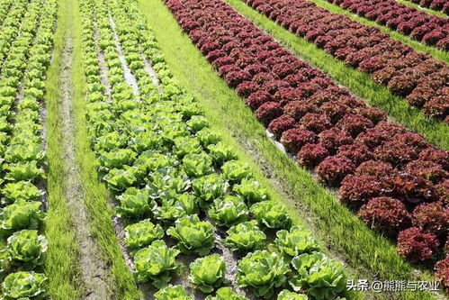 春季种菜,5种即育苗又需移植的蔬菜,5种直接可以播种的蔬菜