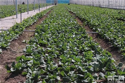 丰富“菜篮子”鼓起“钱袋子”--探访宁夏原州区冷凉蔬菜基地