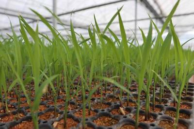 永泰:工厂化育秧助力早稻种植跑出“加速度”